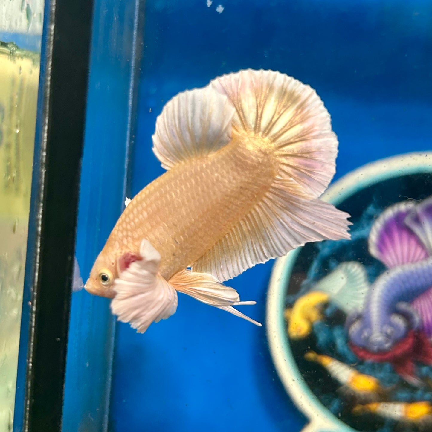 Dumbo 24K Gold Plakat - Male Betta 020 Breeder Grade