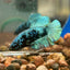 Avarta Turquoise Plakat - Male Betta 068 - Homebred