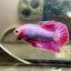 Purple Pink Plakat- Male Betta 082