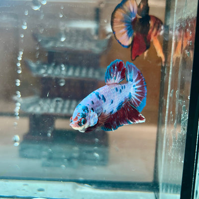 AOC Blue Koi Plakat - Male Betta 044