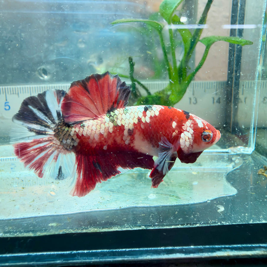Plakat Red Koi Male Betta #Au84