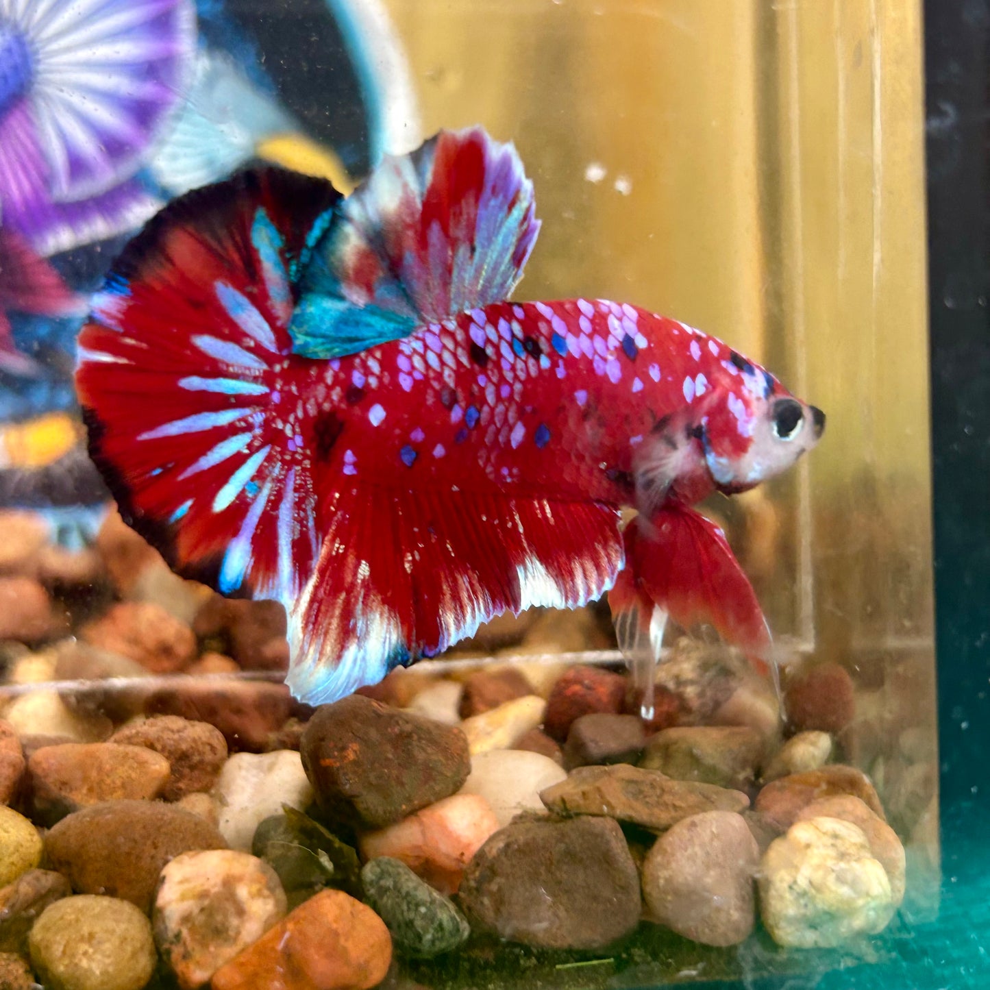 Red Koi Galaxy Plakat - Male Betta 072