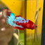 Red Fancy Plakat - Female betta 131