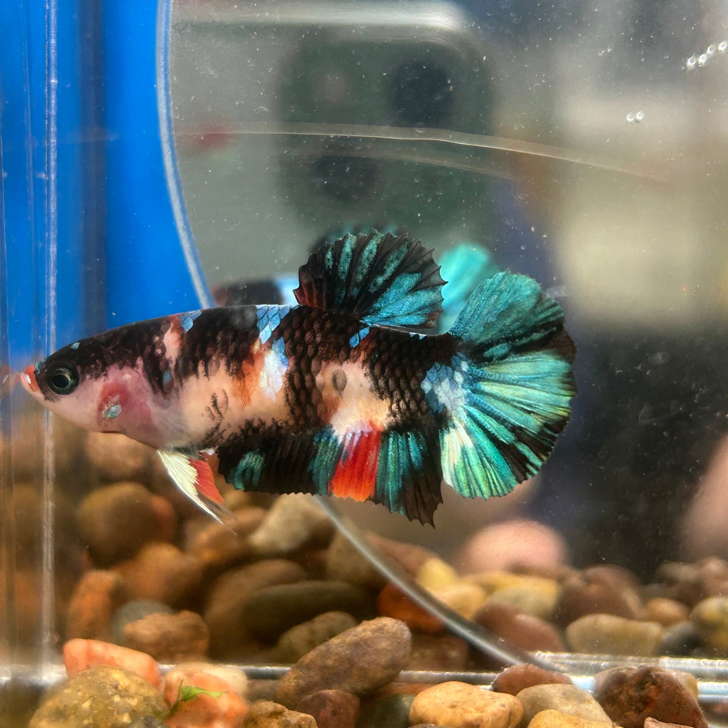 Multicolor Koi Plakat - Female Betta 150