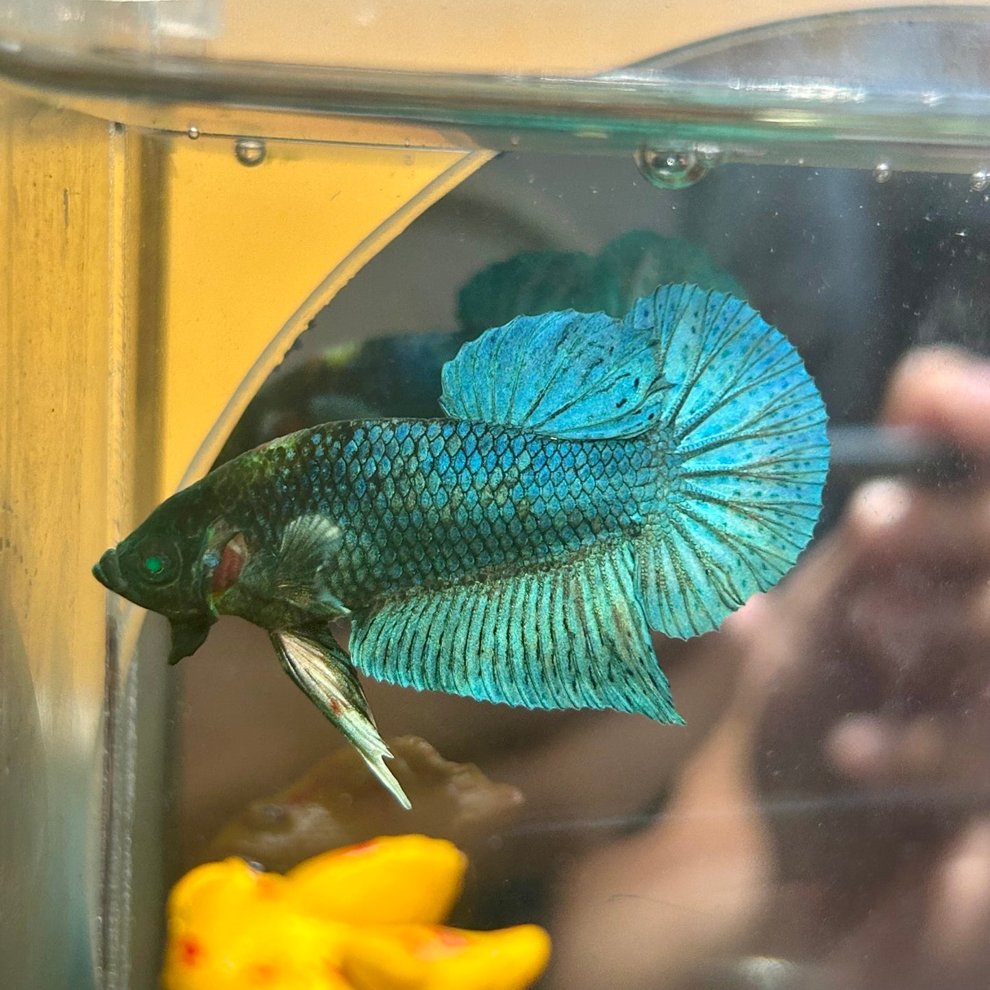 Green turquoise Neon Plakat - Male Betta 170