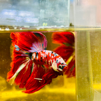 Halfmoon Red Koi Galaxy - Male Betta #111
