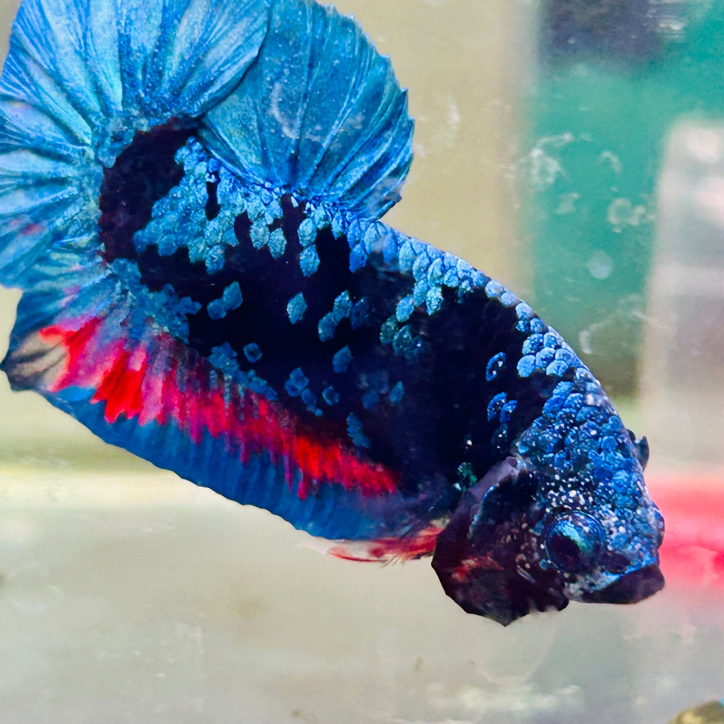 Plakat Avarta Nebula Male Betta #Ma29