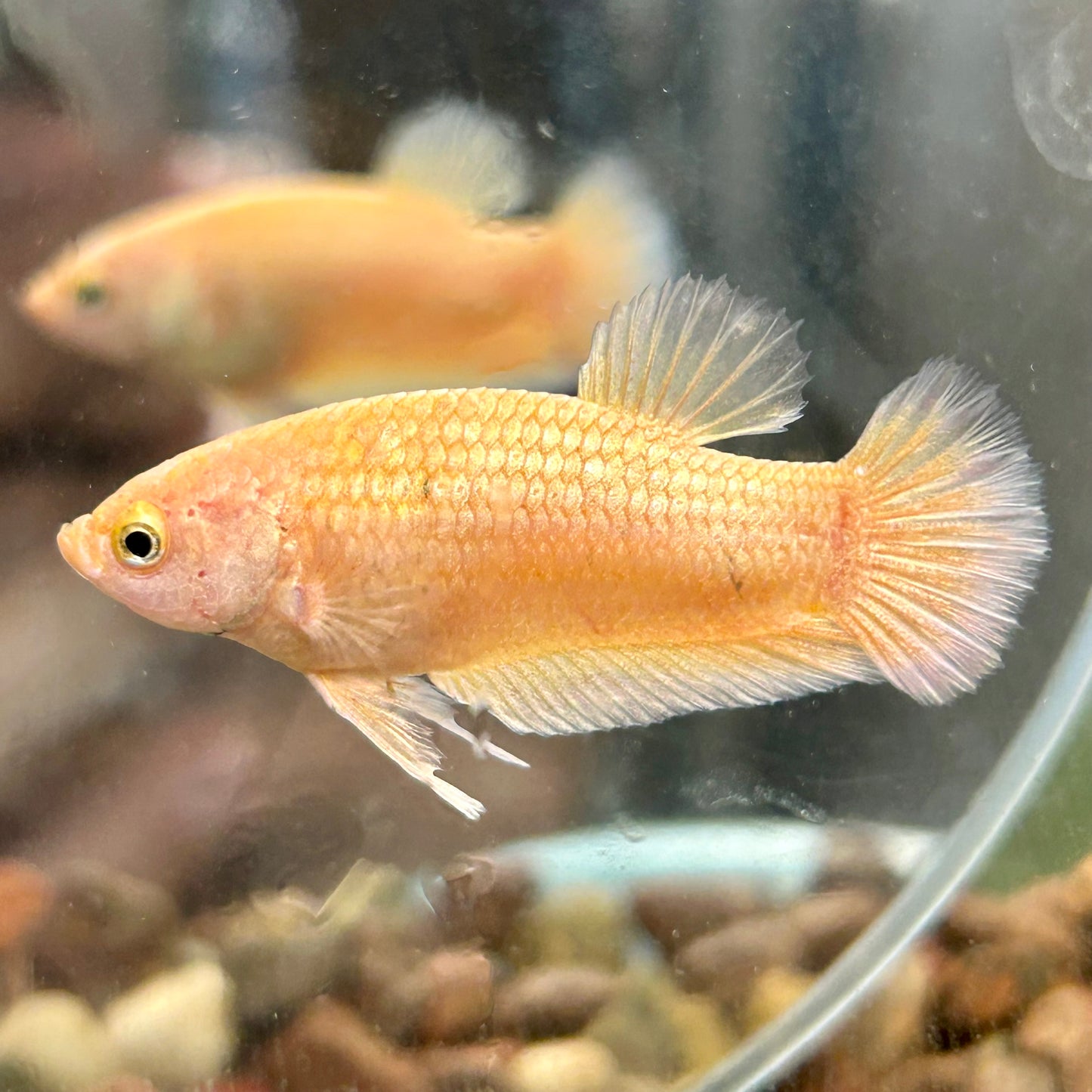 Gold Vanda Plakat - Female Betta 150