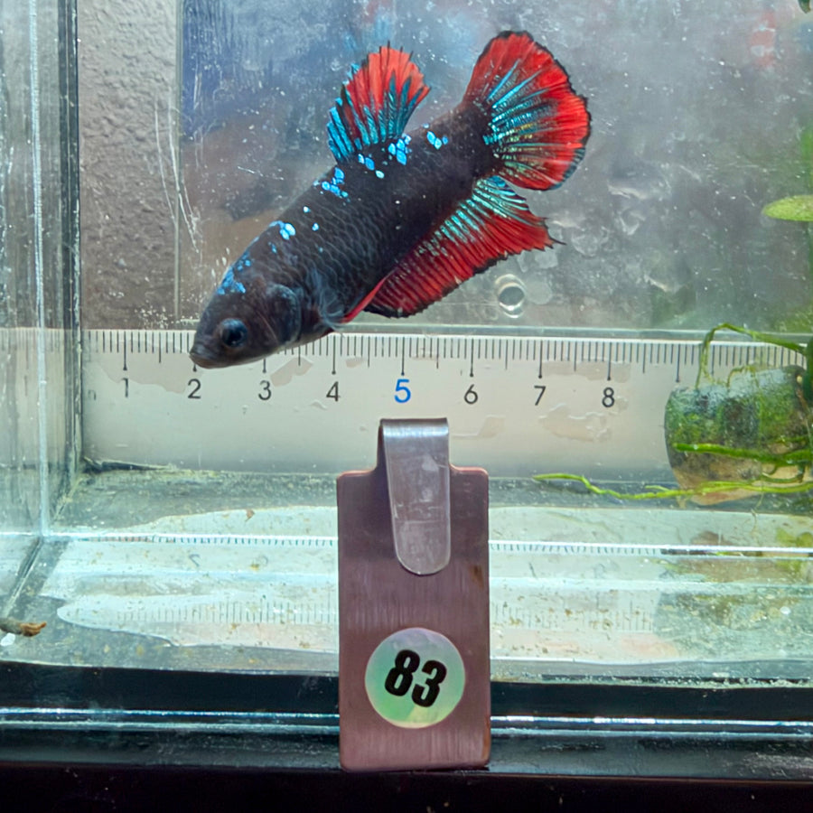 Plakat Avatar Vampire Female Betta #083