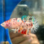 Multicolor Koi Giant Plakat - Female Betta 103