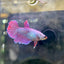 Purple Pink Halfmoon - Female Betta 200