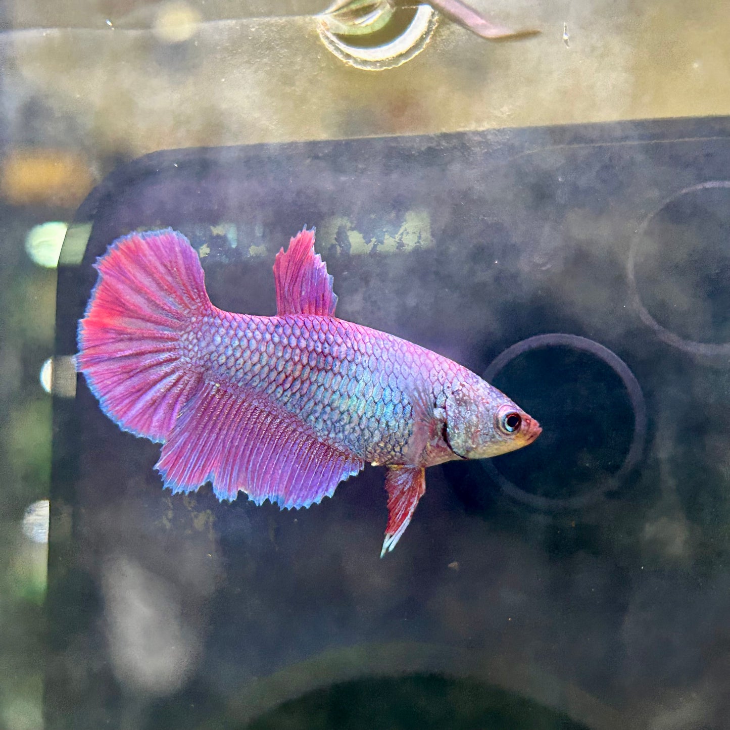 Purple Pink Halfmoon - Female Betta 200