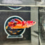 Giant Koi Multicolor Galaxy Plakat - Female Betta 089 BO 4.5cm