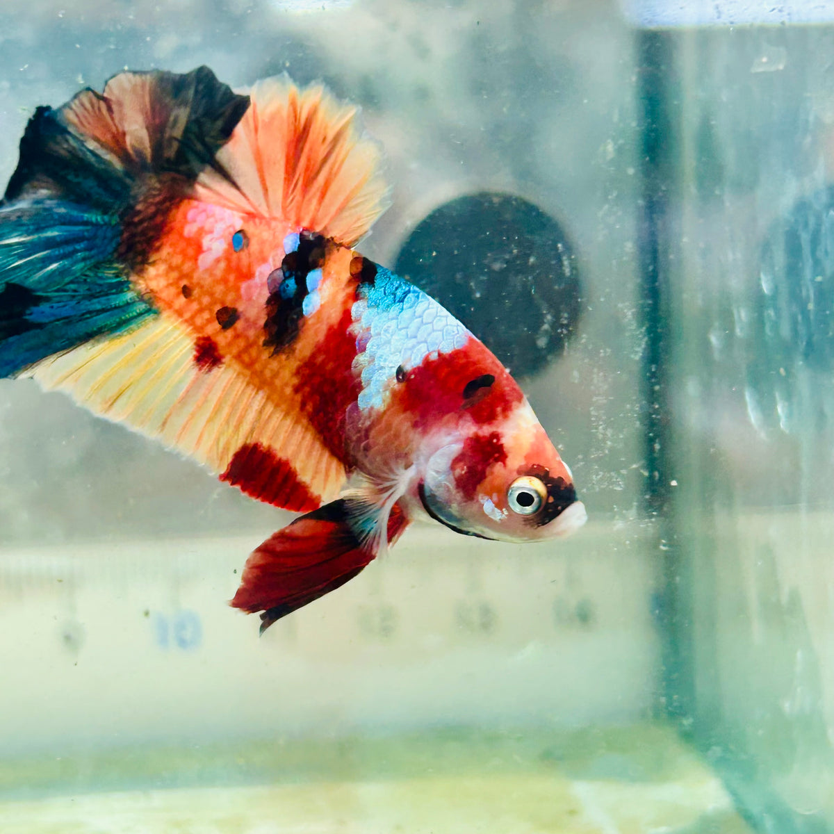 Plakat Nemo Galaxy Male Betta #Au44