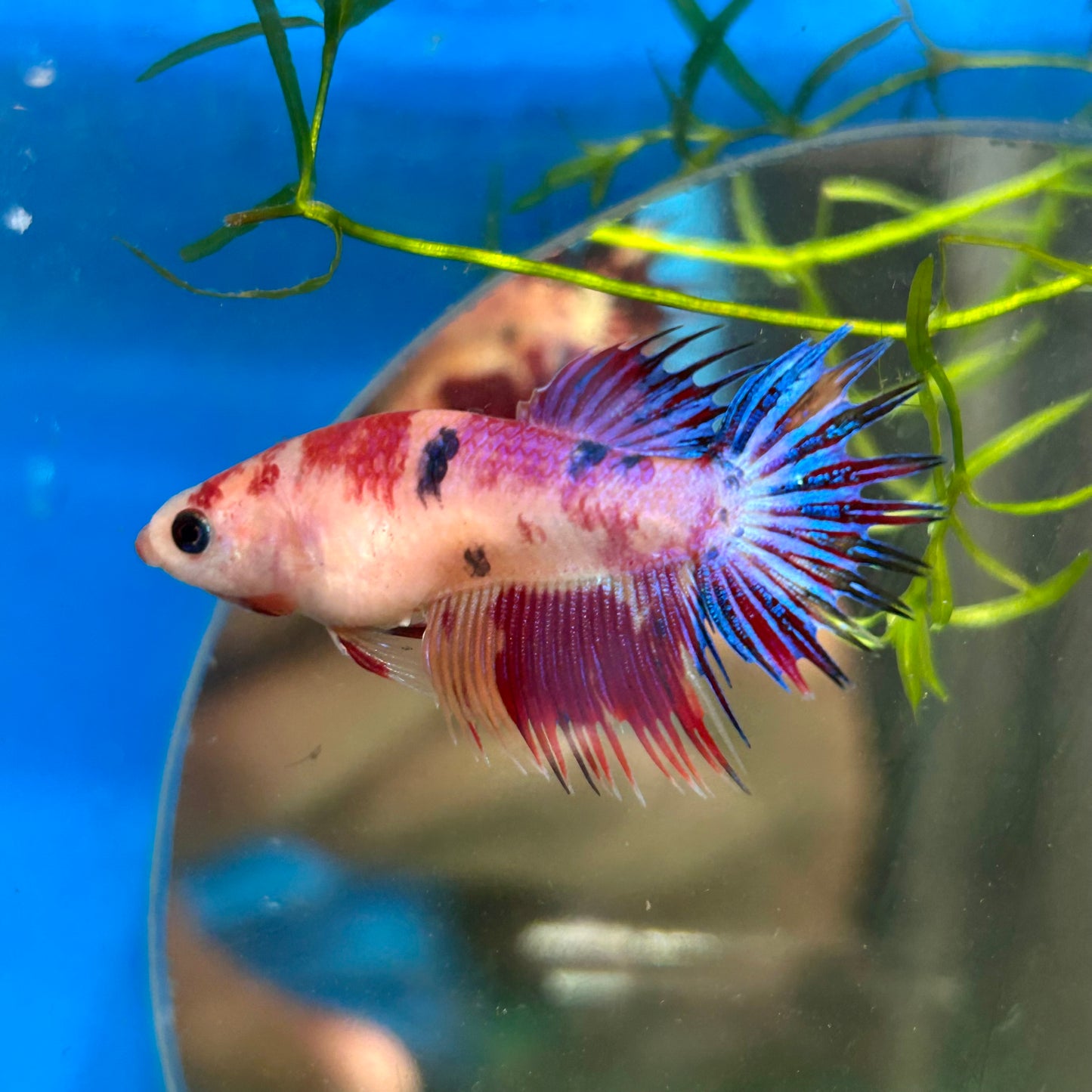 Koi Red Halfmoon Crowntail - Female Betta 108