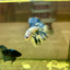 Blue Marble Halfmoon - Male Betta 129