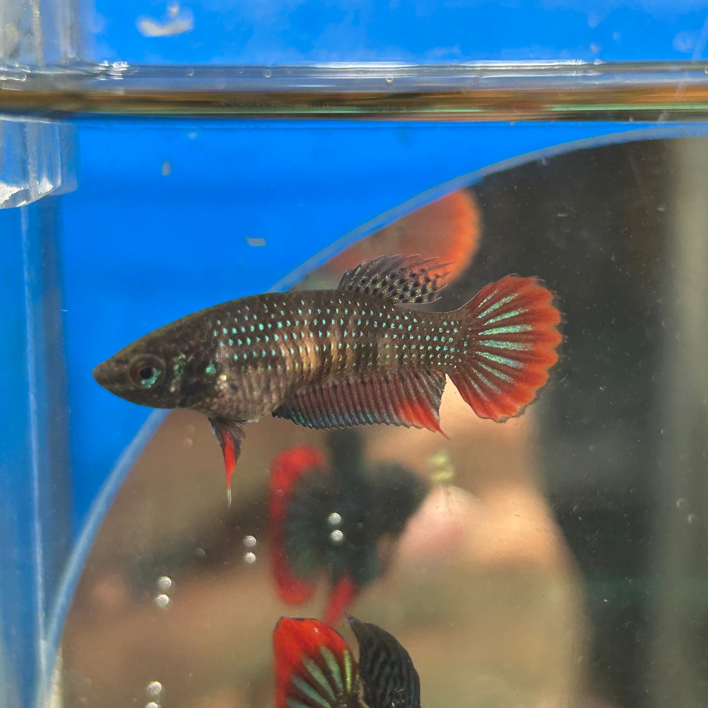 Red Blue Wild Imbellis - Female Betta 095