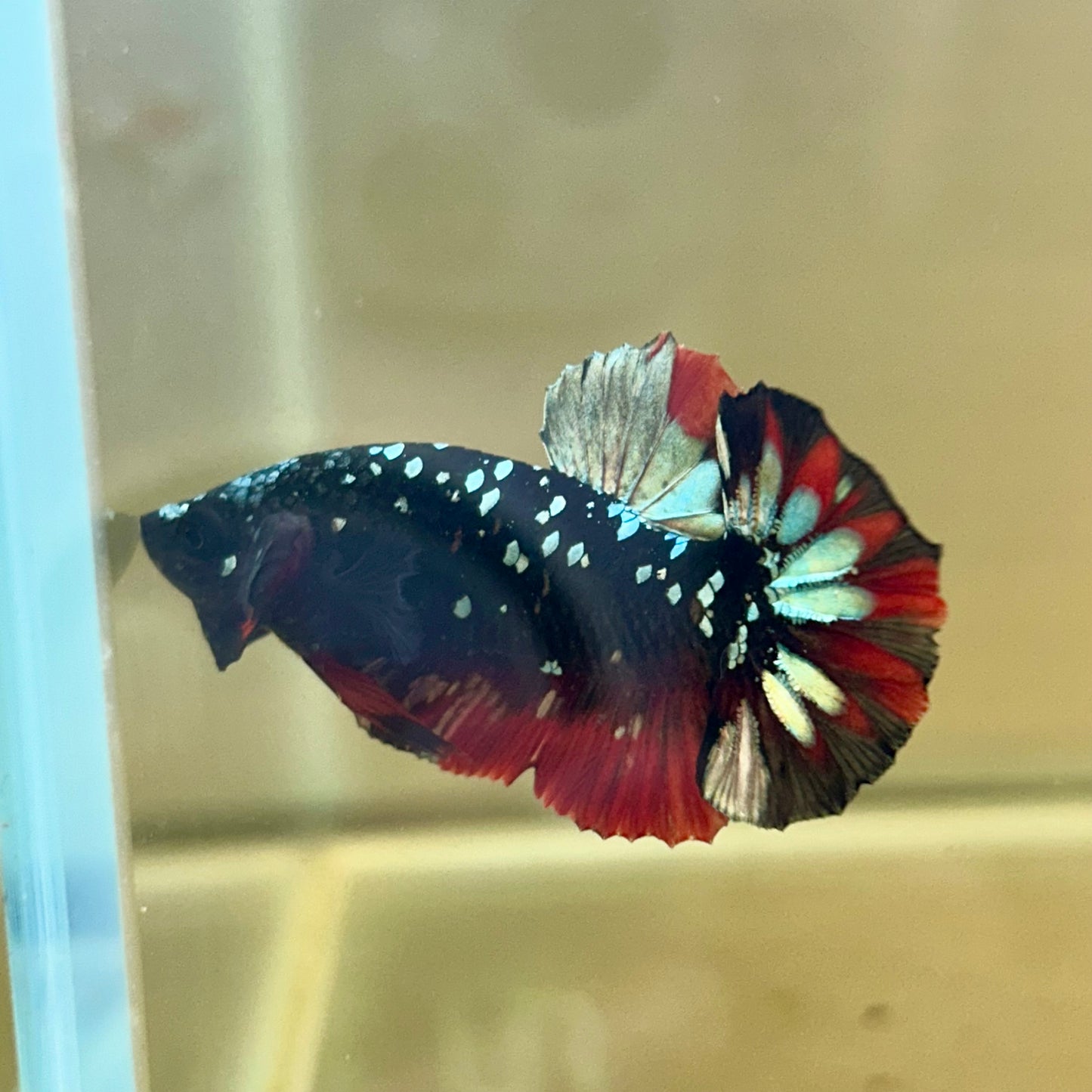 Vampire Copper Avarta Plakat - Male Betta 030