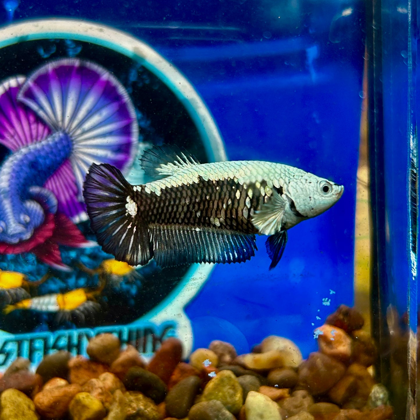 Black Mamba Samurai Plakat - Female betta 095