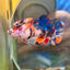 Multicolor Koi Plakat - Female betta 080 Breeder Grade