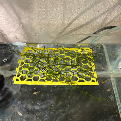Aquarium Moss shelf - Linkable 3D printed