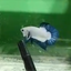 Blue Rim Plakat - Male betta 1st place