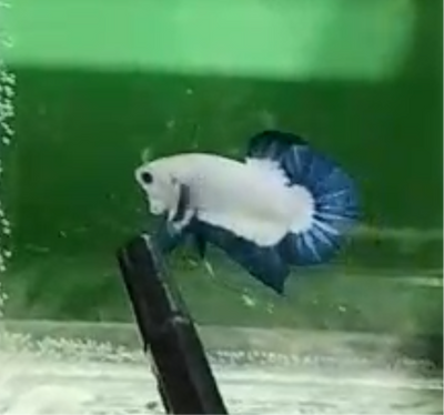 Blue Rim Plakat - Male betta 1st place