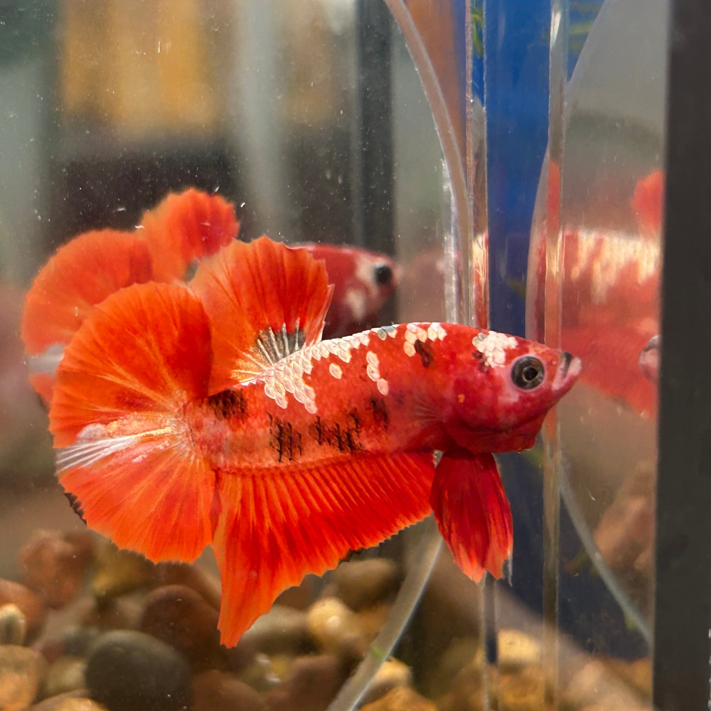 Red Gold Galaxy Plakat - Male Betta 103