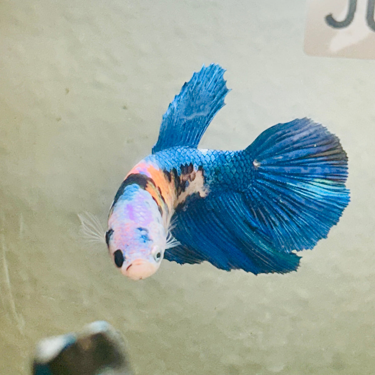 Halfmoon white Masked Candy Female Betta #Jul48