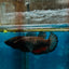 Plakat Black Vampire Female Betta #114
