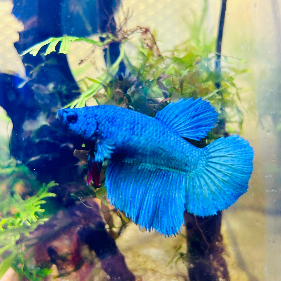 Halfmoon Green Turquoise Female Betta