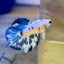 Blue Marble Halfmoon - Female Betta 141