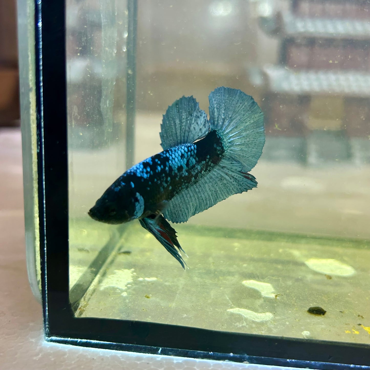 Blacklight Avarta Plakat - Male Betta 014