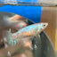 White Copper Halfmoon - Female Betta 040