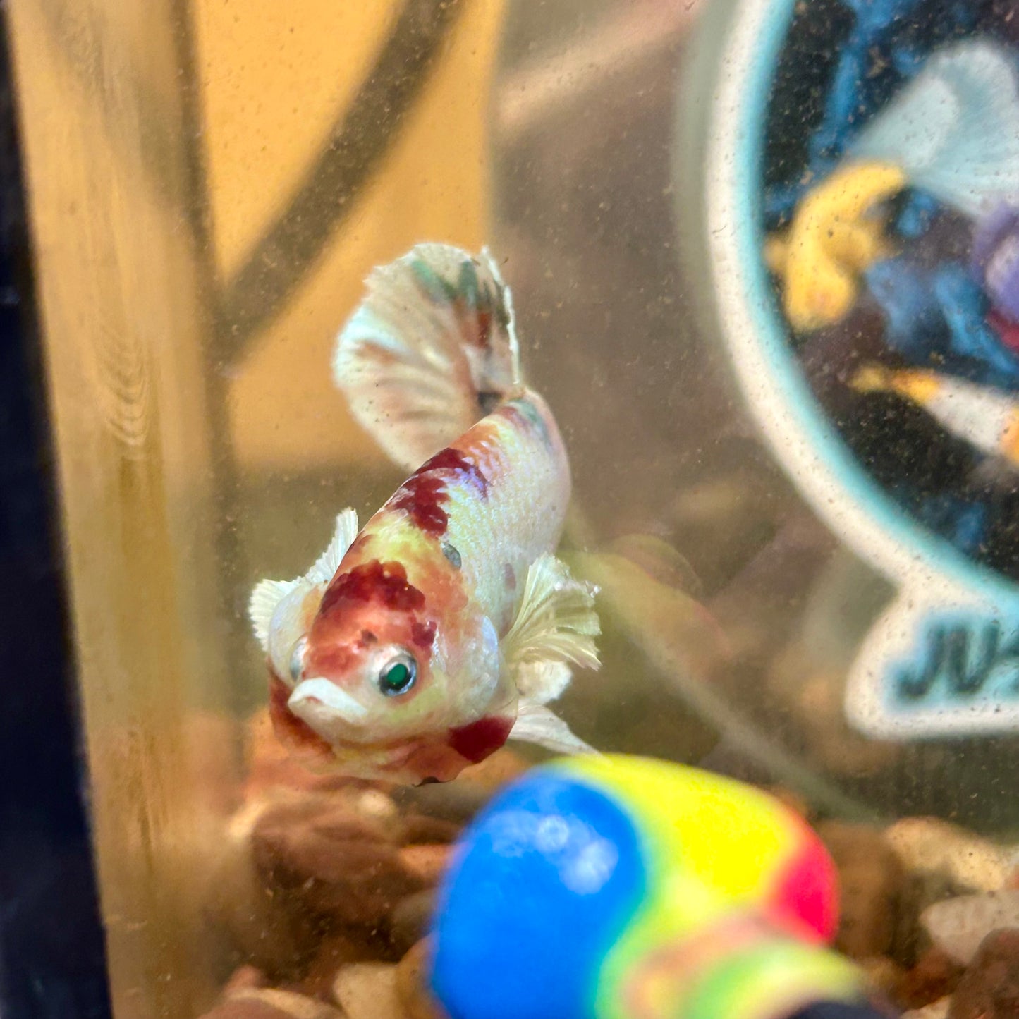 Dumbo Koi Neon Plakat - Male Betta 026