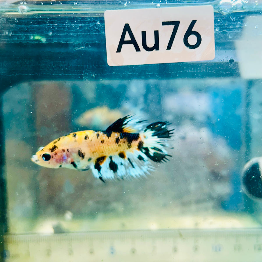 Koi Tiger Crowntail - Female Betta #Au76