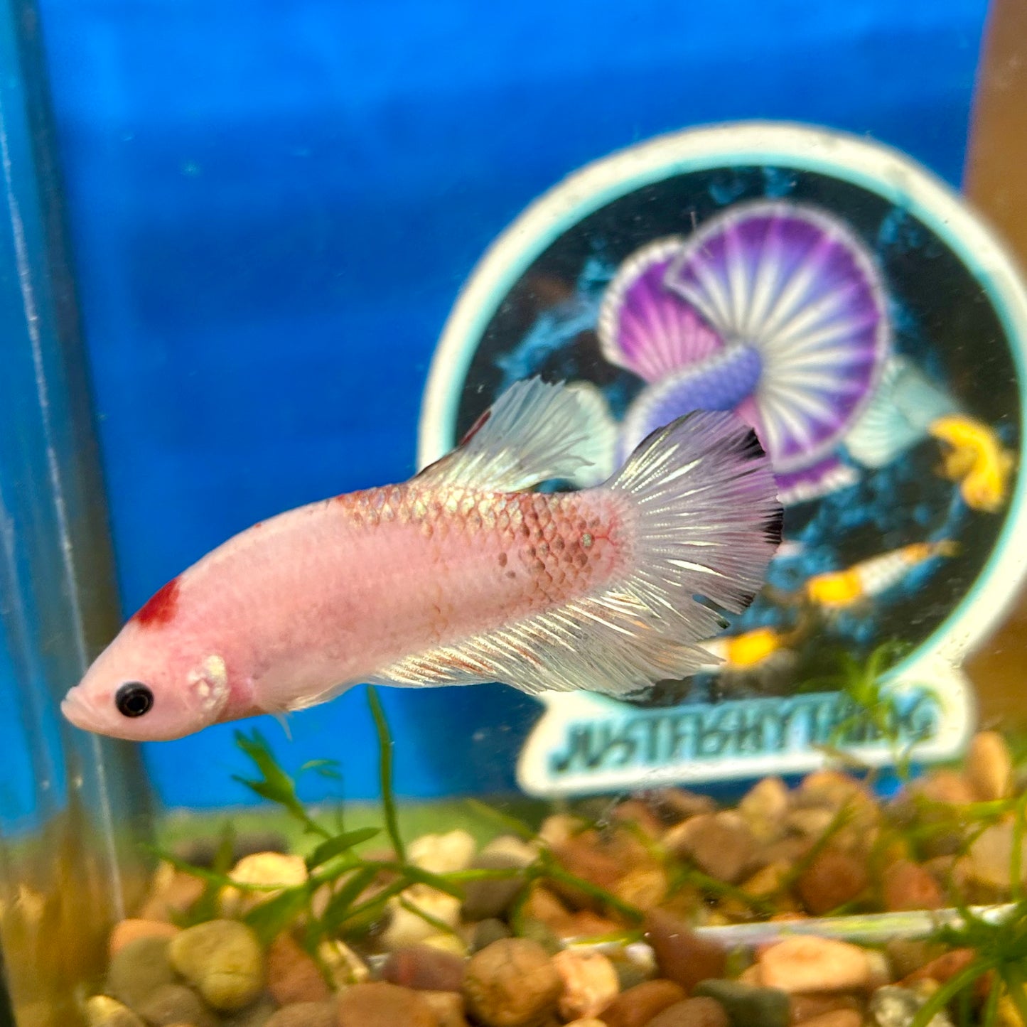 Koi Tancho Plakat - Female Betta 050