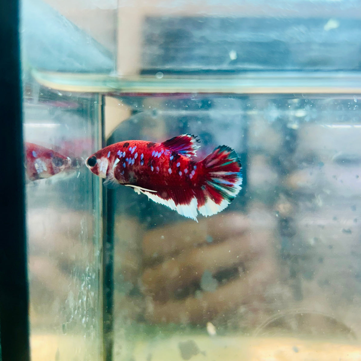 Red Koi Copper Plakat - Female Betta #117