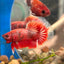 Red Fancy Halfmoon - Male Betta 090