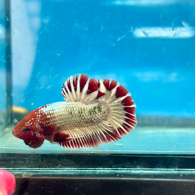 Betta Male Plakat Red Fancy Copper #J06