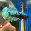 Avarta Turquoise Plakat - Male Betta 068 - Homebred