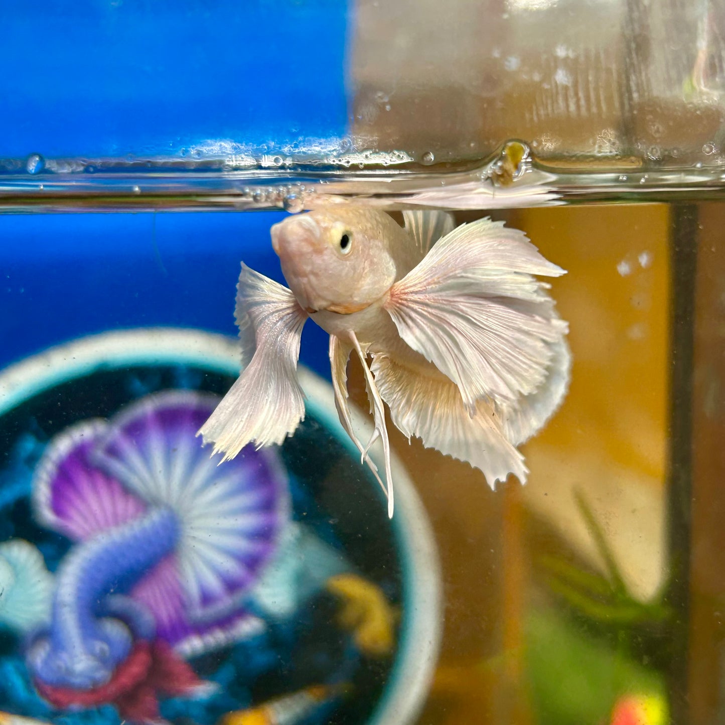 Dumbo 24K Gold Plakat - Male Betta 070