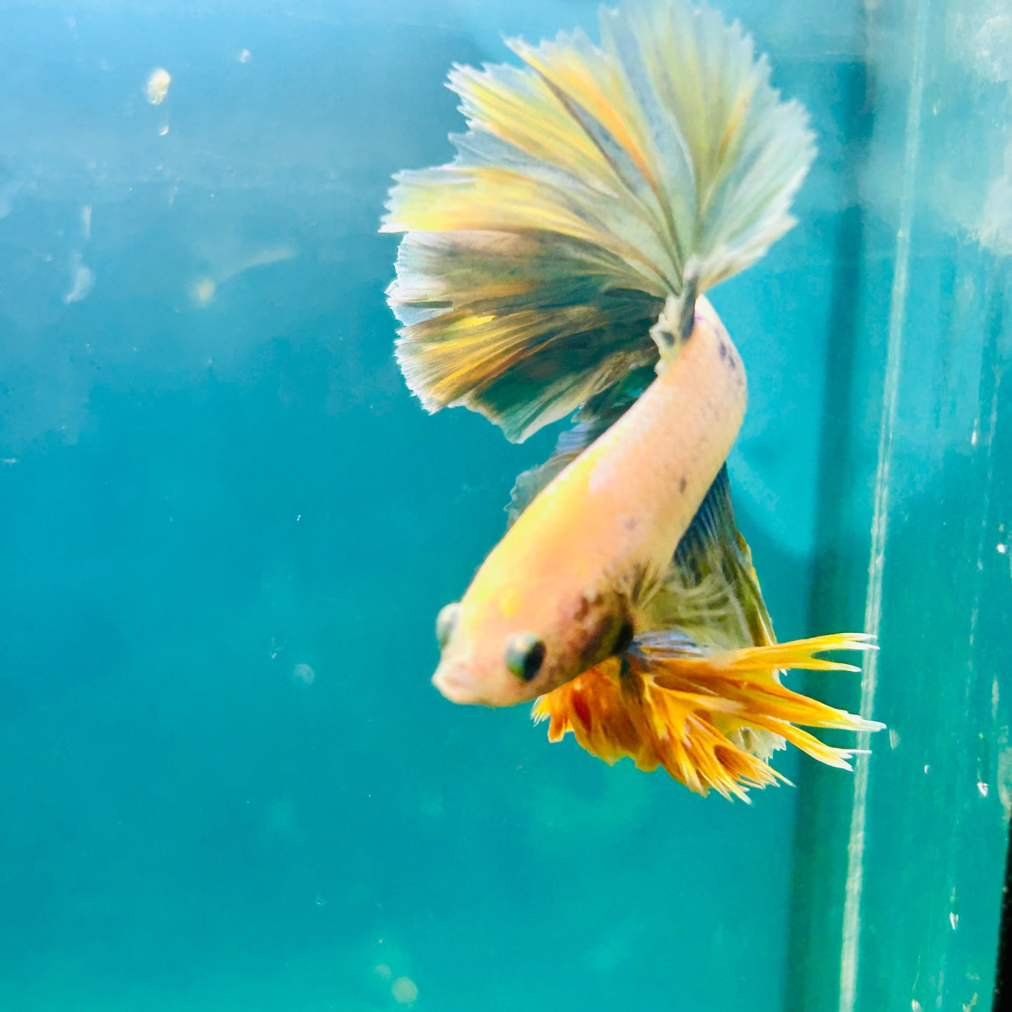 Feather Tail Light Blue King - Male Betta 180