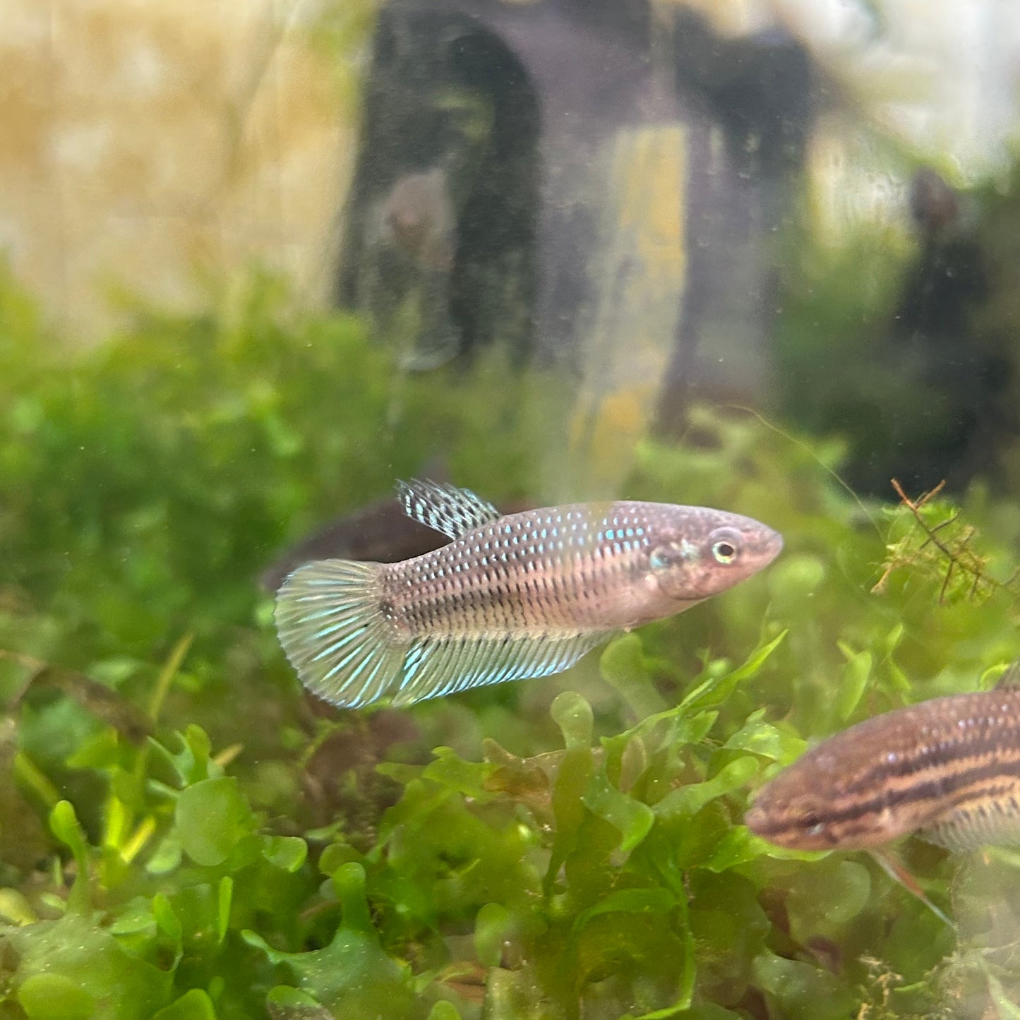 Mixed Wild Type Random Pick - Female sorority