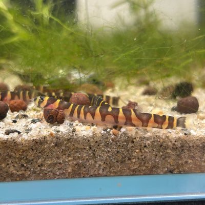 Kuhli Loach