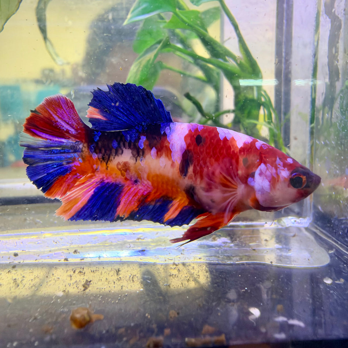 Nemo Koi Plakat Betta Female  #Au100