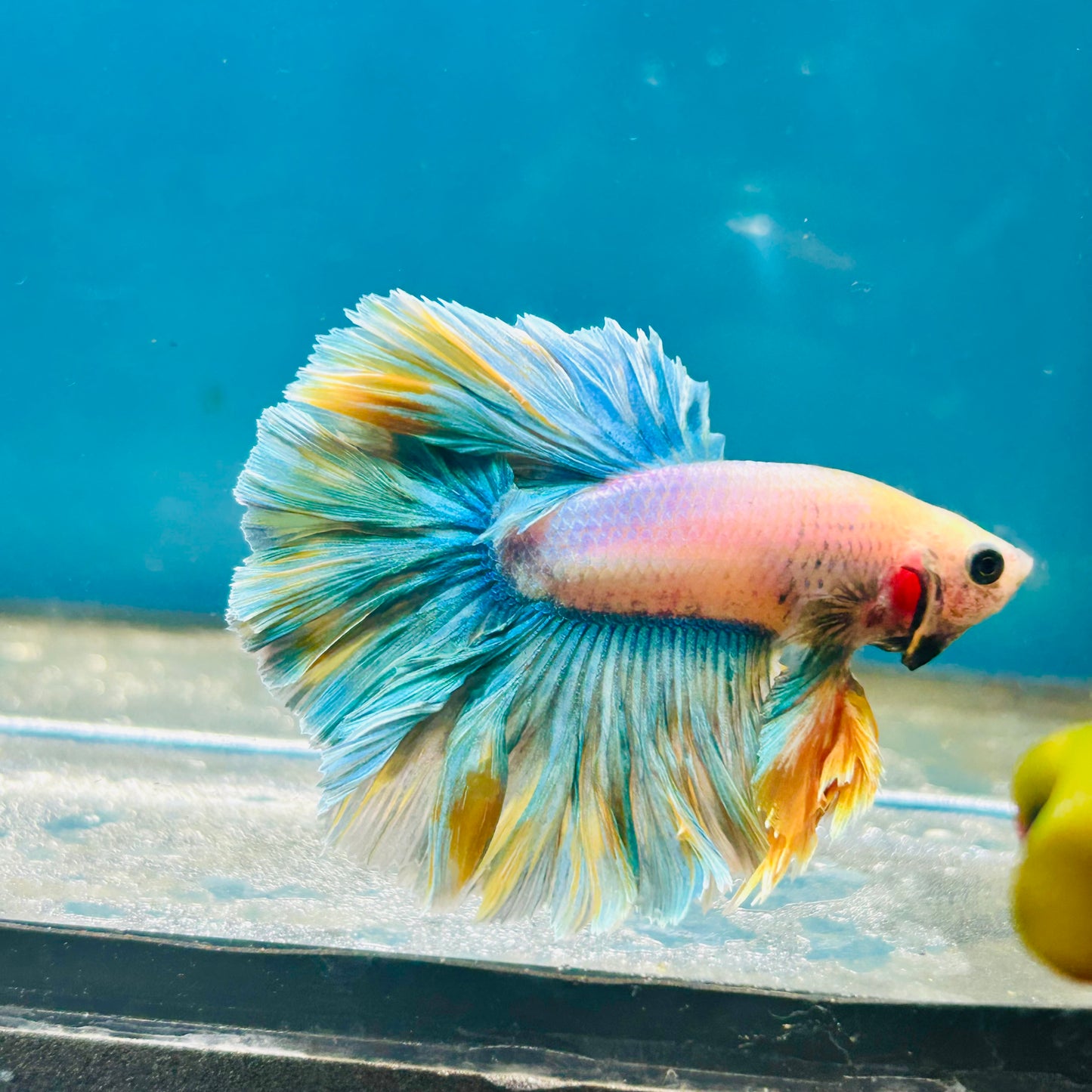 Feather Tail Light Blue King - Male Betta 180