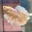 Yellow Feather- Male Betta FM2