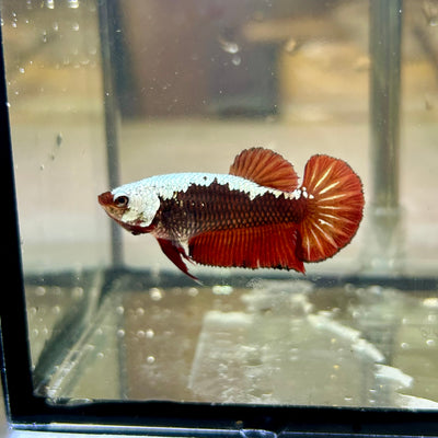 Blood Samurai Plakat - Female Betta SF01