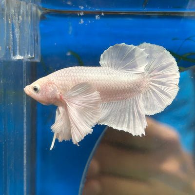 Dumbo White Platinum Plakat - Male Betta 069 Breeder Grade